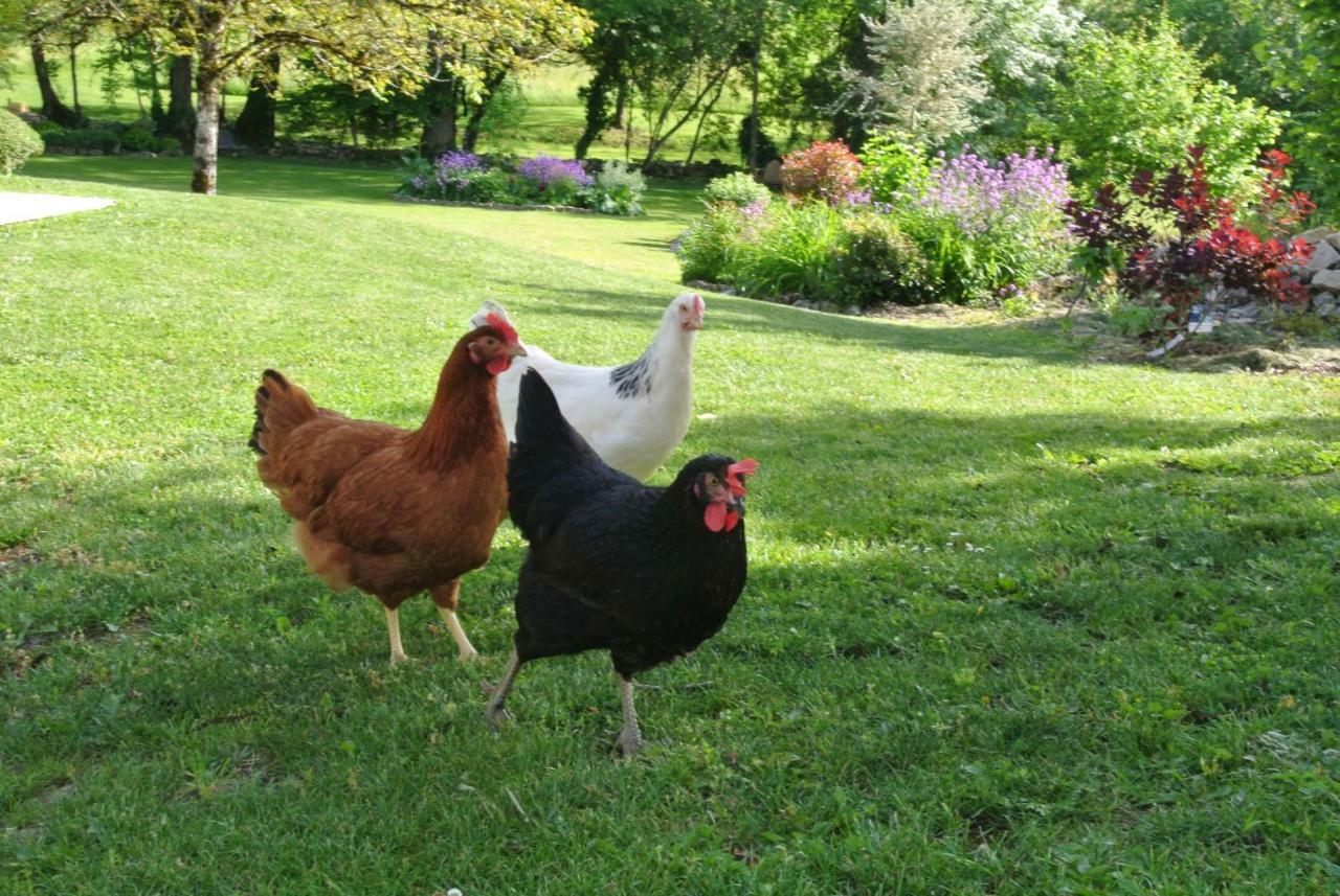 Chambre D'Hotes Au Jardin De La Bachellerie Esterno foto